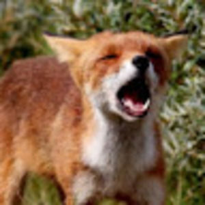 Meet your Posher, Tony